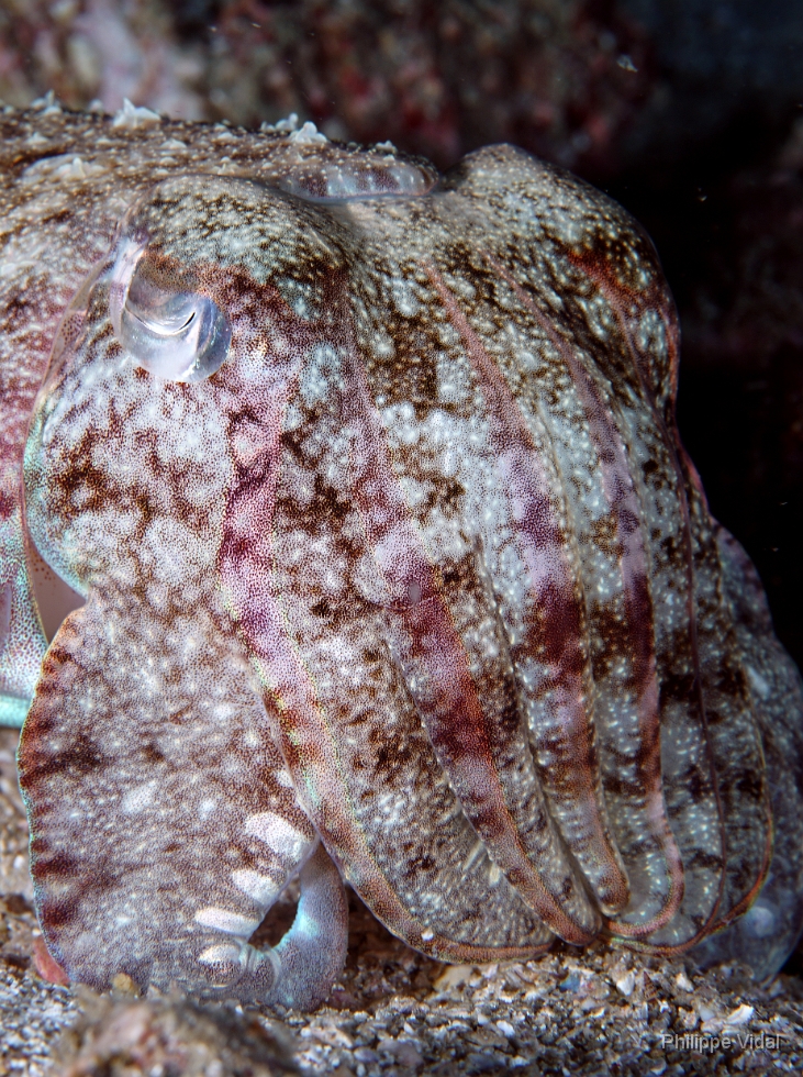 Birmanie - Mergui - 2018 - DSC03126 - Broadclub cuttlefish - Seiche - Sepia latimanus.jpg